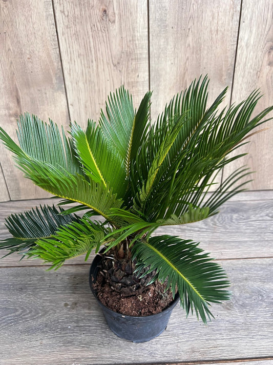 King Sago Palm 6" inch pot, Cycas revoluta