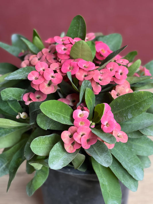 Crown of Thorns, Pink in 6" Pot, Euphorbia milii