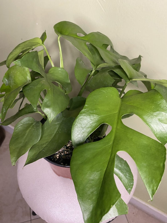 Rhaphidophora tetrasperma AKA Monstera Minima AKA Ginny Monstera, Live Plant, 6" Pot, Ultra Rare Indoor Air Purifier