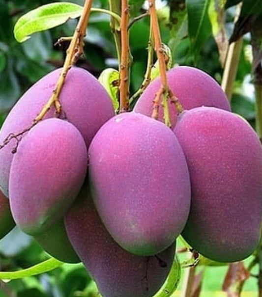 Tommy Atkins  Mango Tree. grafted in 3 gallons pot, No Ship to CA and HI