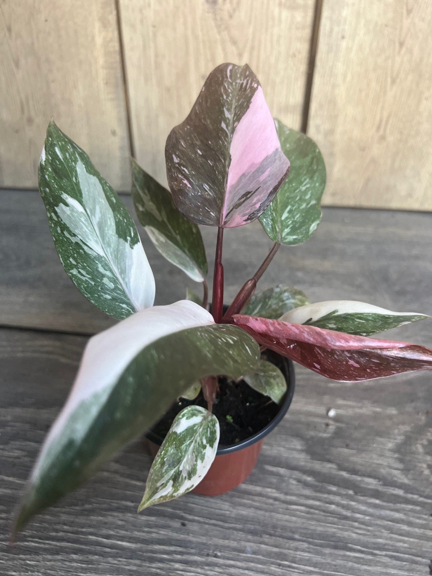 Philodendron pink princess Marble in 4" Pot, High Variegation