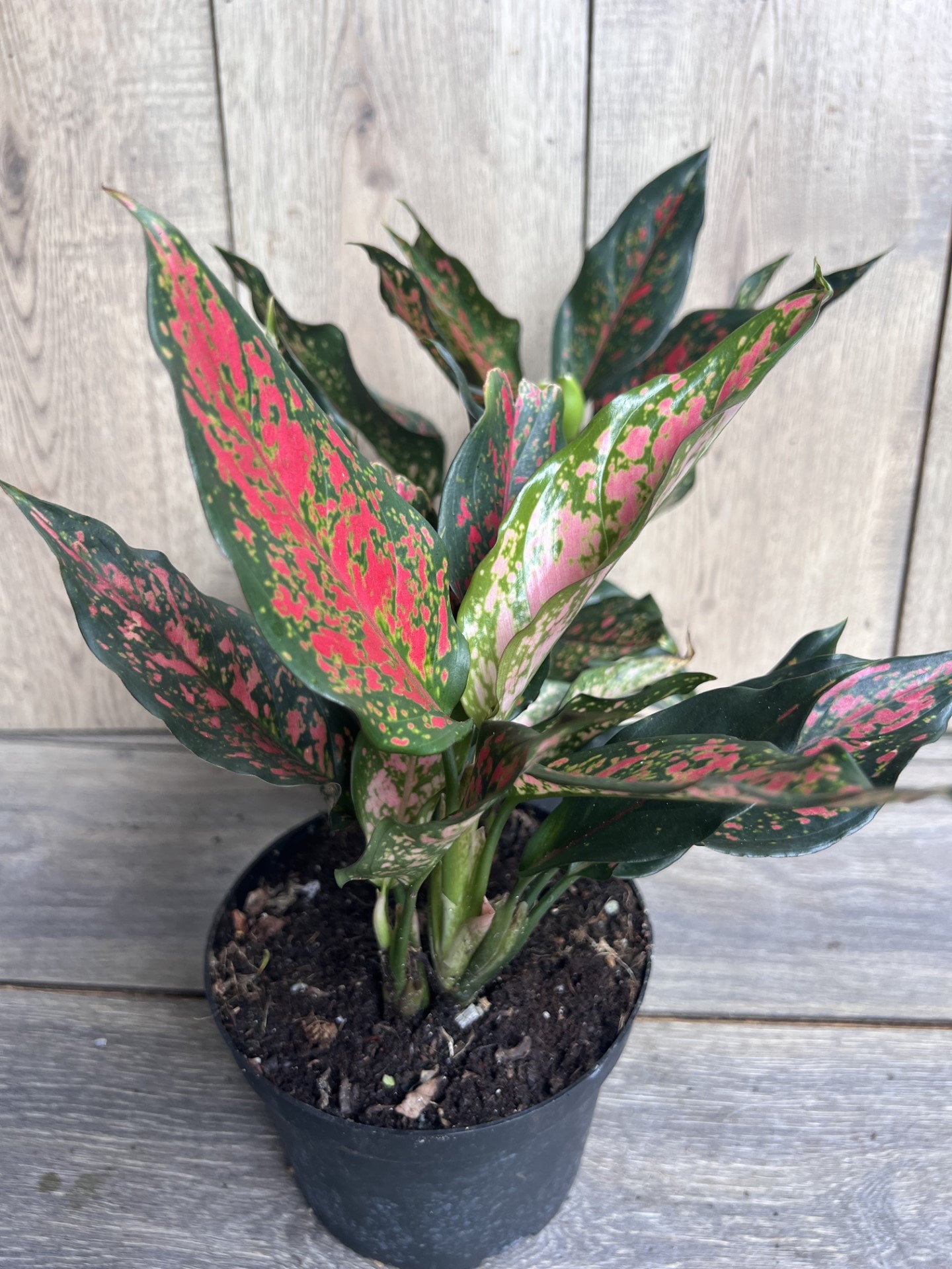 Aglaonema Narrow Spinel in 6" Pot