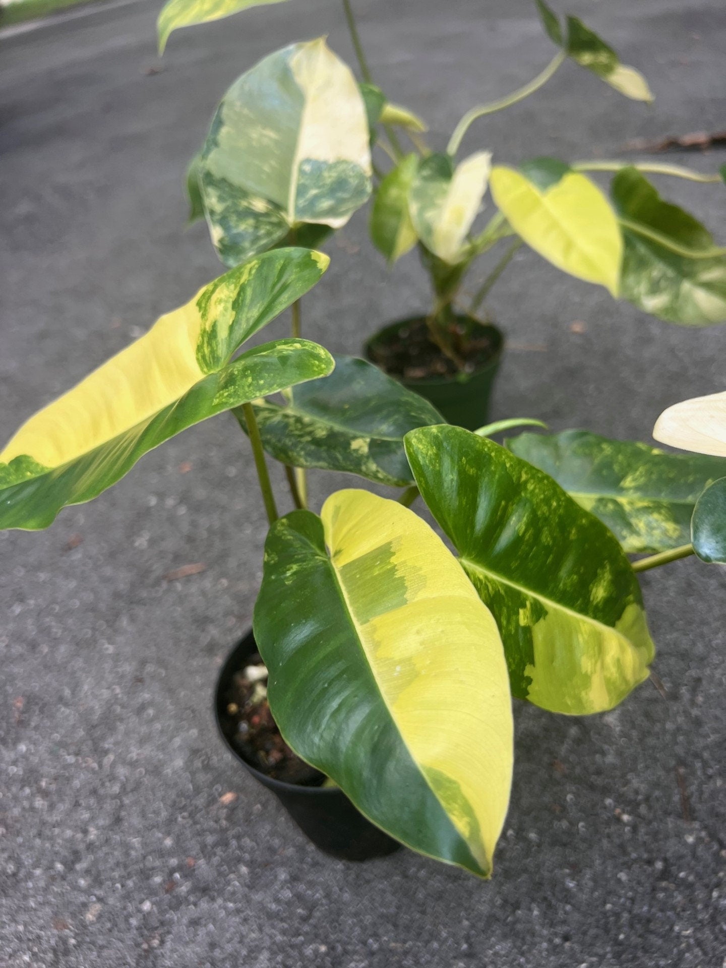 Variegated burle Marx in 4" Pot, aroid, Rare