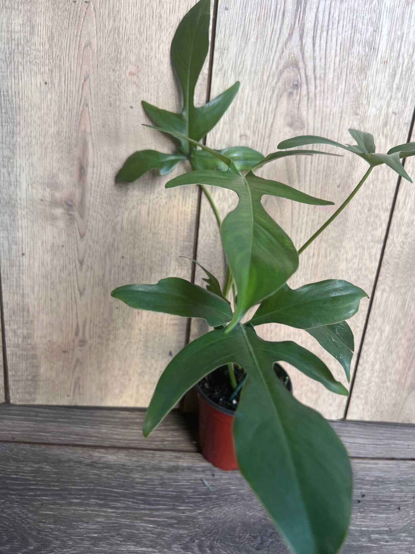 Philodendron Pedatum Glad Hands In 4" Pot