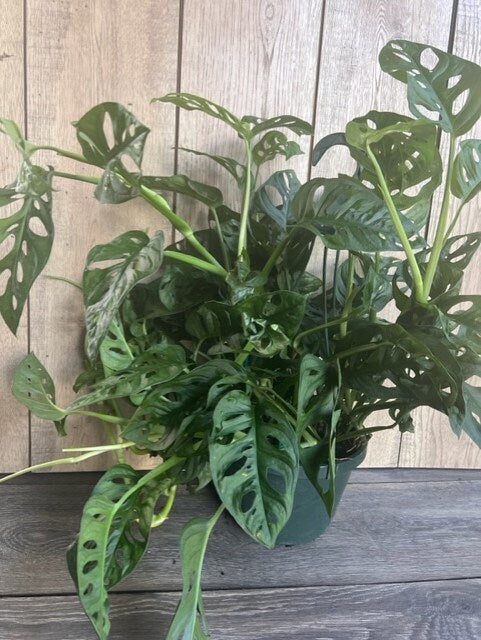 Monstera Adansonii in 8" HB , Swiss Cheese
