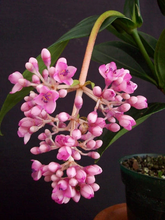 Medinilla myriantha – Malaysian Grapes in 4" Pot
