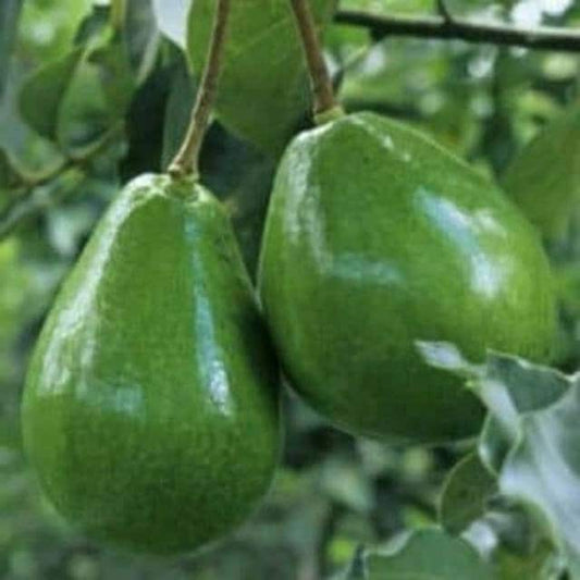 Black Princess avocado Tree  , “Cold Hardy”  Grafted in 3 Gallon Pot, No Ship to  HI