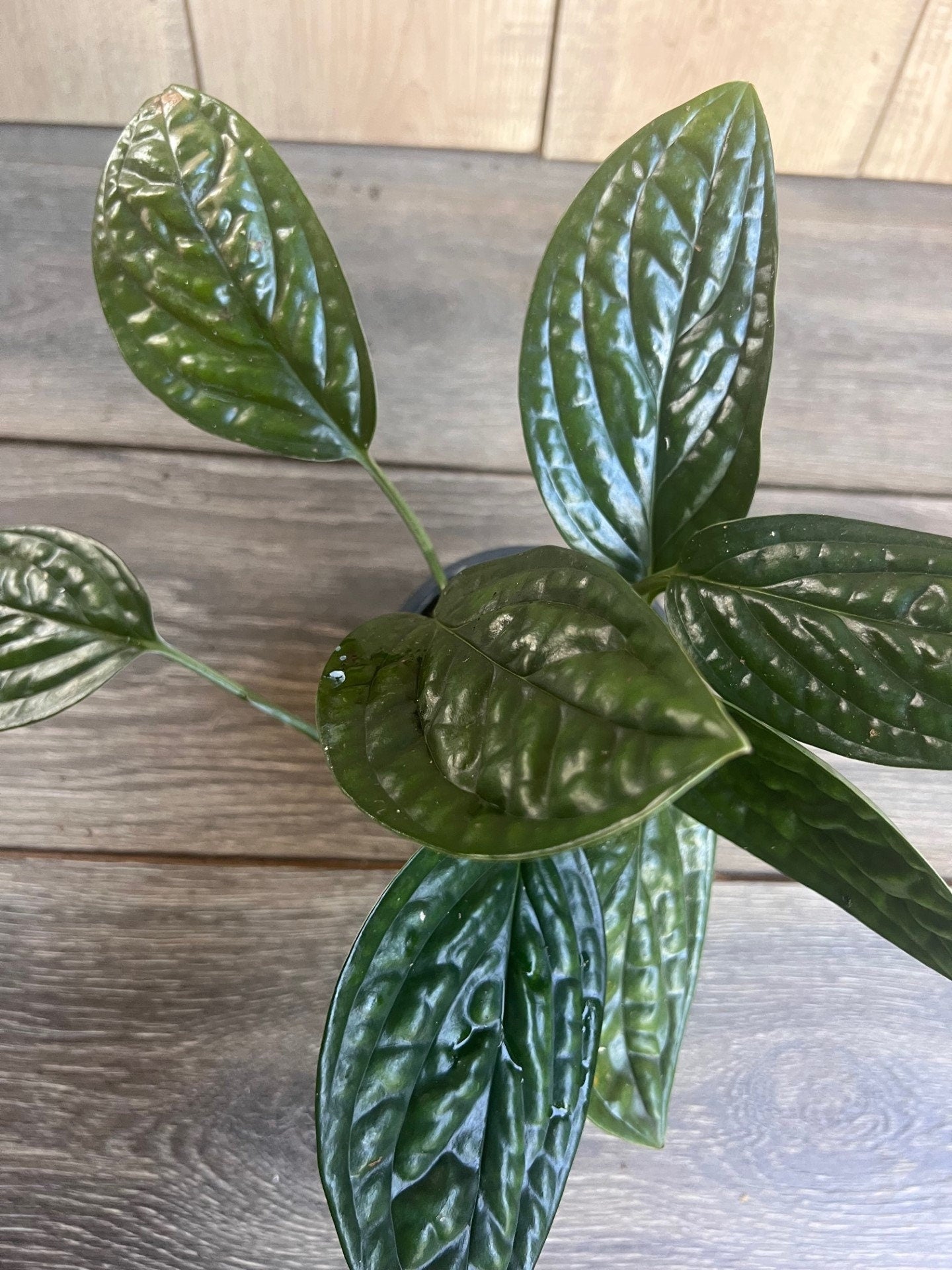 Monstera Peru in 4" pot, House Plant
