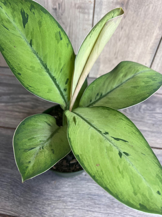 Homalomena Shelby, homalomena in 6" Pot