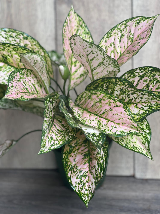 Etta Rose Aglaonema in 6" Pot, Rare Chinese evergreen