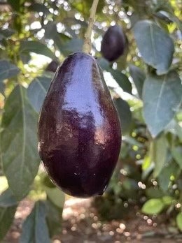 Mexicola Grande Avocado Tree  , “Cold Hardy”  Grafted in 3 Gallon Pot, No Ship to CA and HI