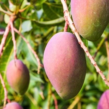 Glenn Mango Tree, grafted in  1/2 Gallon Pot