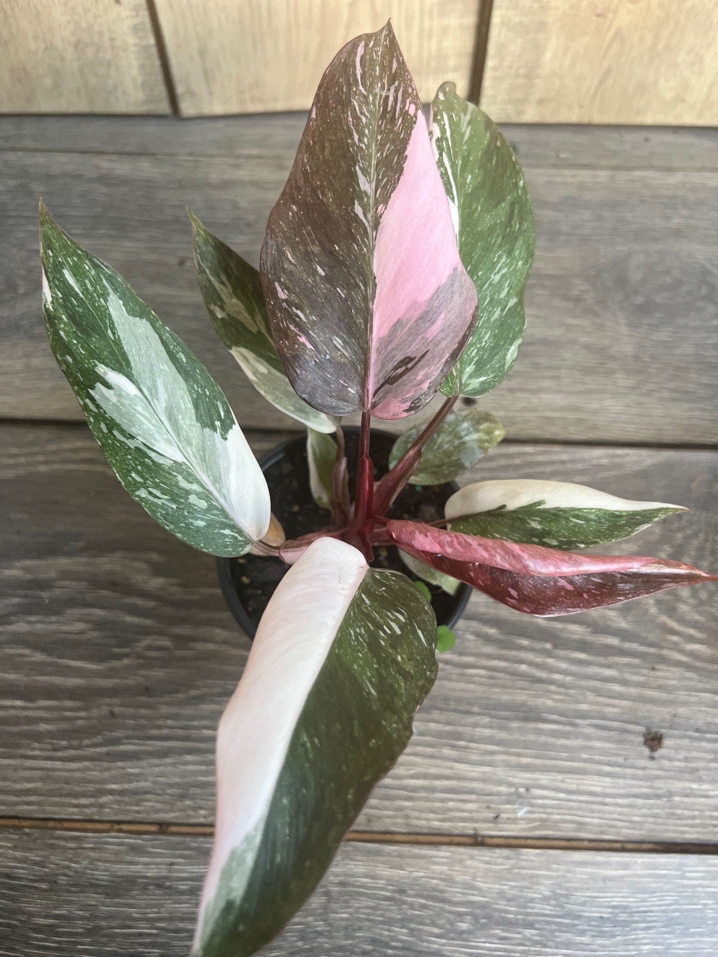 Philodendron pink princess Marble in 4" Pot, High Variegation