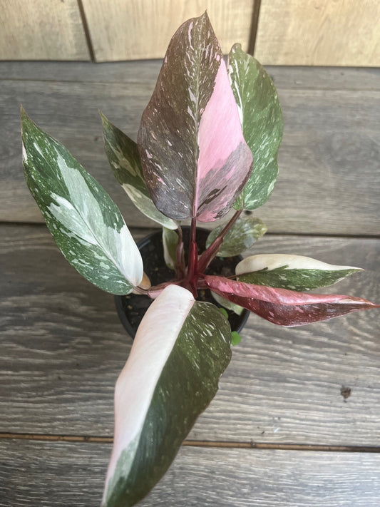 Philodendron pink princess Marble in 4" Pot, High Variegation