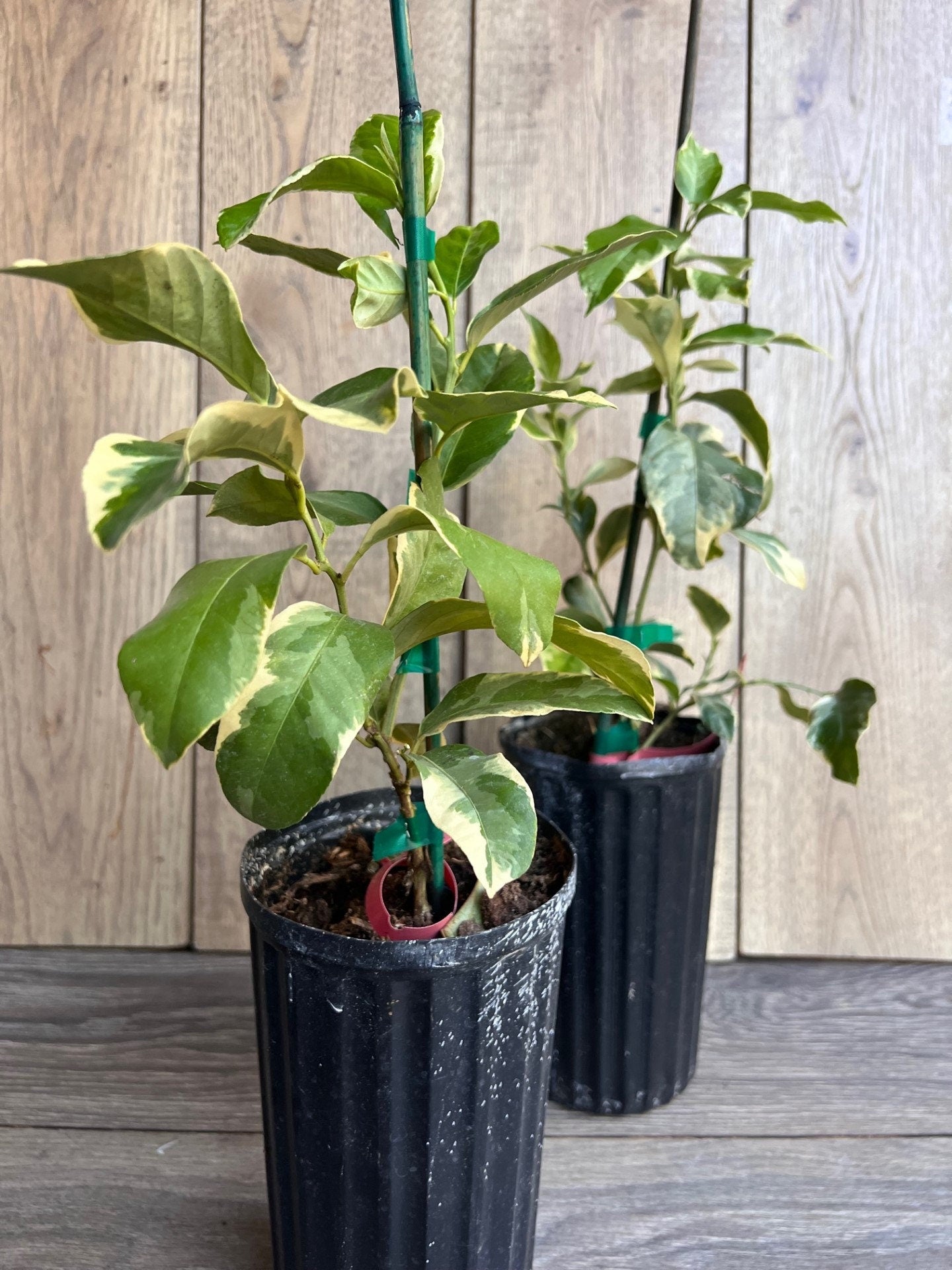 Variegated Pink Lemon in half Gallon Pot, air layered,  Florida Shipping Only
