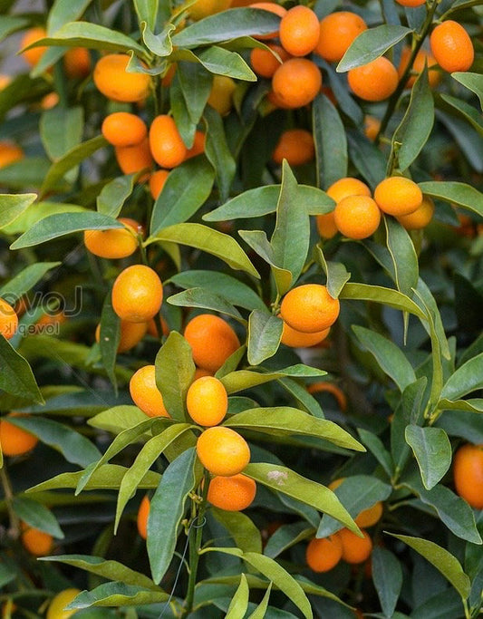 Callie Kumquat in half gallon, Meiwa and Nagami Hybrid, Florida Shipping Only