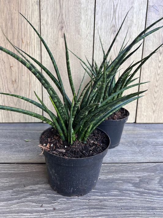Sansevieria Fernwood,  Sansevieria Mikado in 6" inches pot  - live air purifying plant