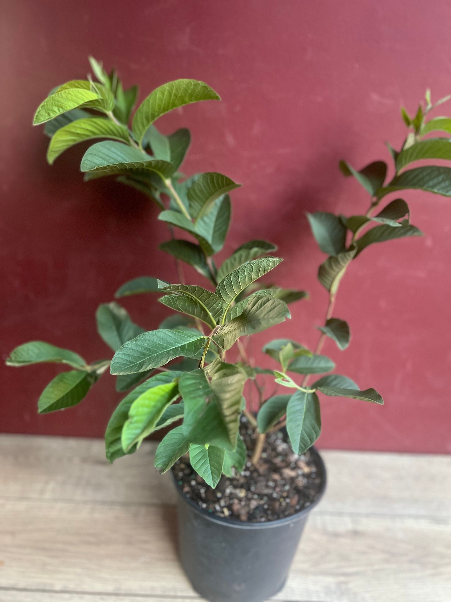 Guava Plant in 10" Pot, Jambu Batu, Psidium guajava, Pink Guava tree, No Ship to CA and HI