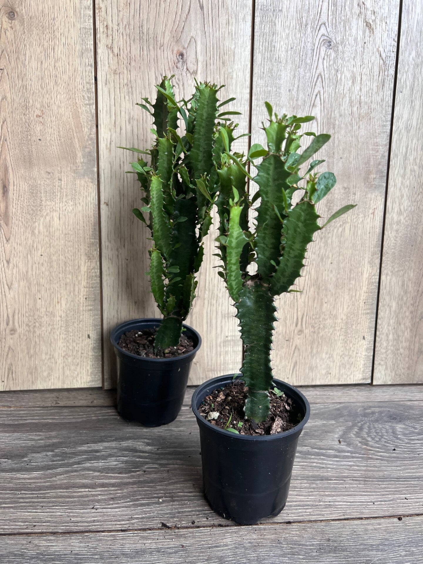 Trigona Green in 4", African Milk Tree, Cactus, Succulent, Live plant