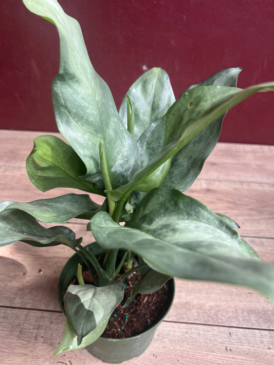 Aglaonema Gary Ghost, aglaonema ghost in 6"