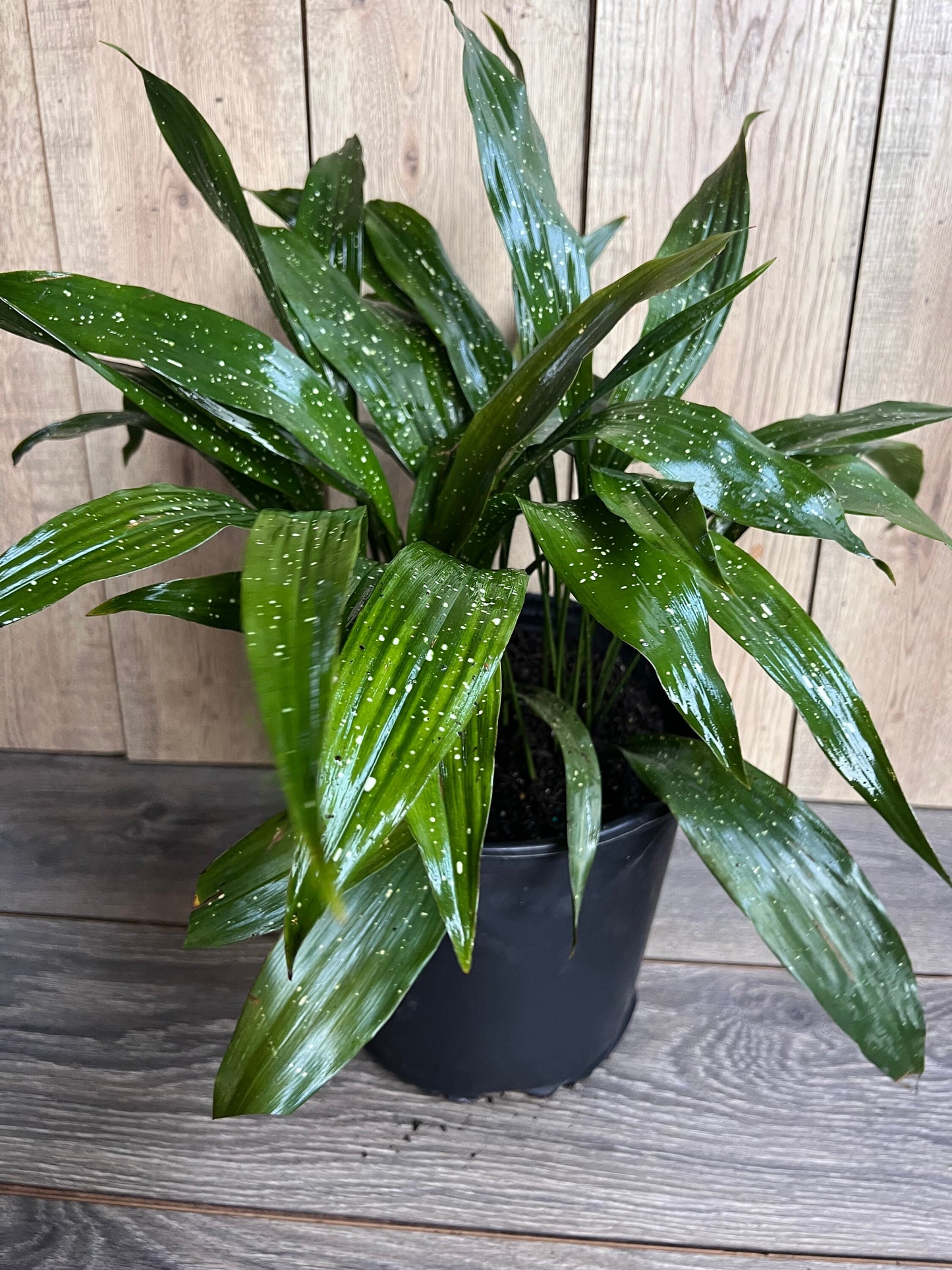 Aspidistra Elatior 'Milky Way'  in 10" pot, Cast Ireon Plant