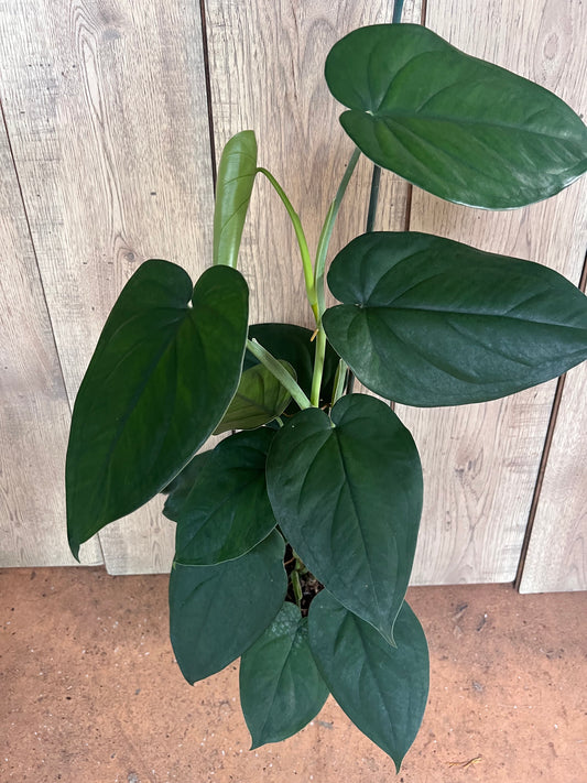 Syngonium chiapense in 6" Pot