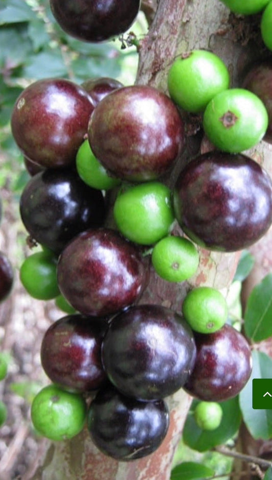Myrciaria cauliflora Precoce, dwarf Jaboticaba Fruit Tree in 4" Pot