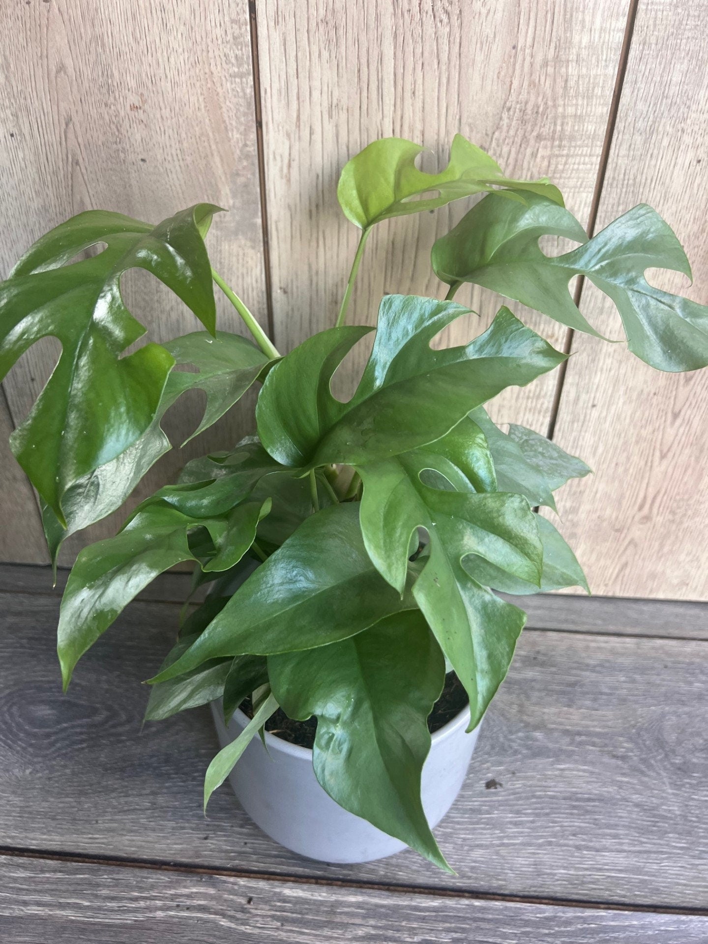 Rhaphidophora tetrasperma, Monstera Minima in 6" Pot