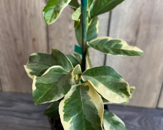Variegated Pink Lemon in half Gallon Pot